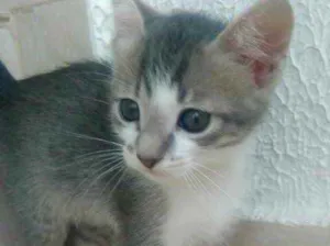 Gato raça Srd idade Abaixo de 2 meses nome Vanilla bebê lindo 