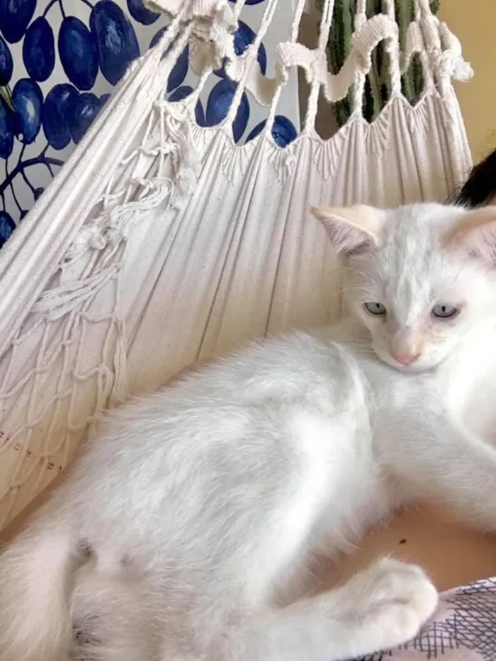Gato ra a SRD-ViraLata idade Abaixo de 2 meses nome Sivuca