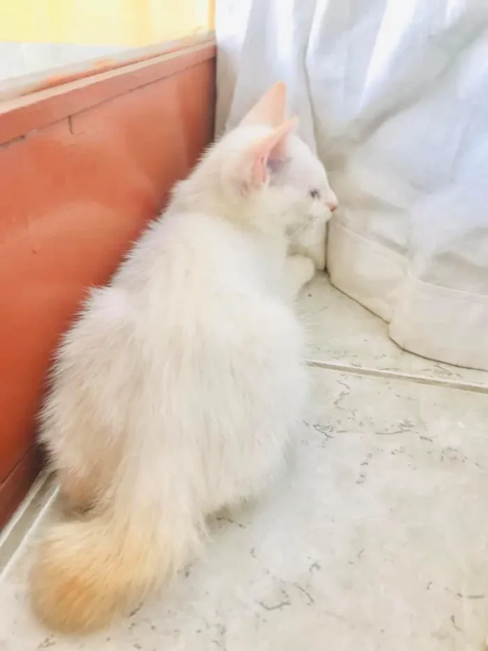 Gato ra a SRD-ViraLata idade Abaixo de 2 meses nome Sivuca