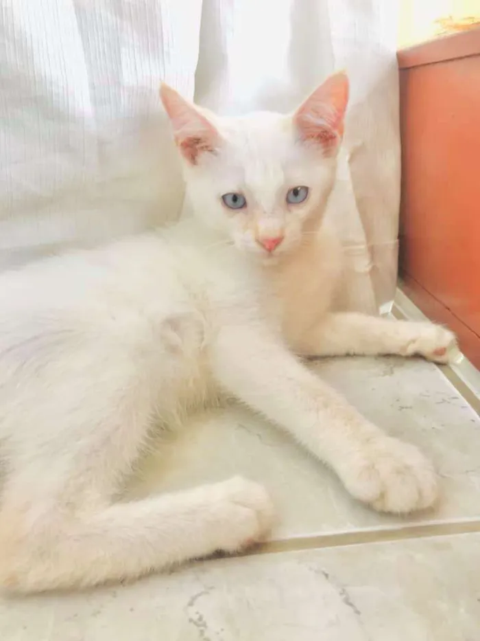 Gato ra a SRD-ViraLata idade Abaixo de 2 meses nome Sivuca