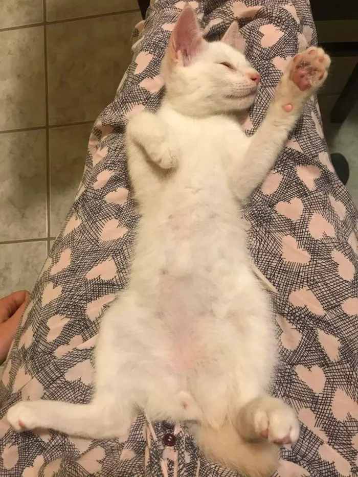 Gato ra a SRD-ViraLata idade Abaixo de 2 meses nome Sivuca