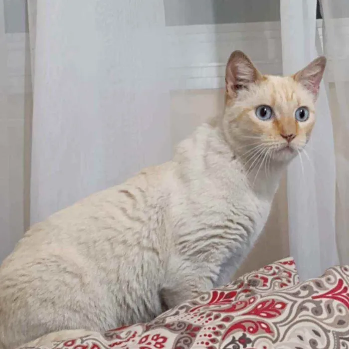 Gato raça SRD idade 1 ano nome Melado