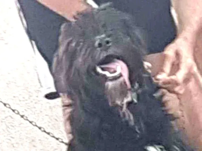 Cachorro ra a Bernessexbodercolle idade 7 a 11 meses nome Baloo