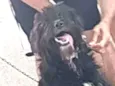 Baloo