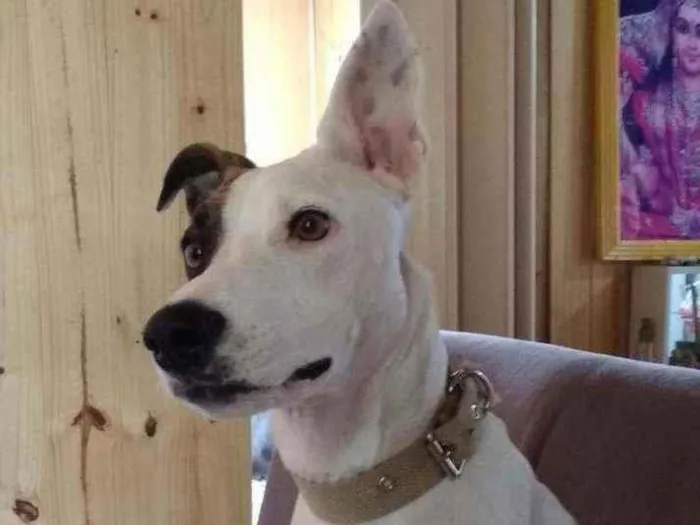 Cachorro ra a  idade 1 ano nome Kira