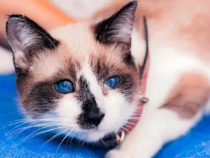 Gato raça SRD-ViraLata idade 2 a 6 meses nome JULIETA