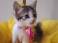 LAILA