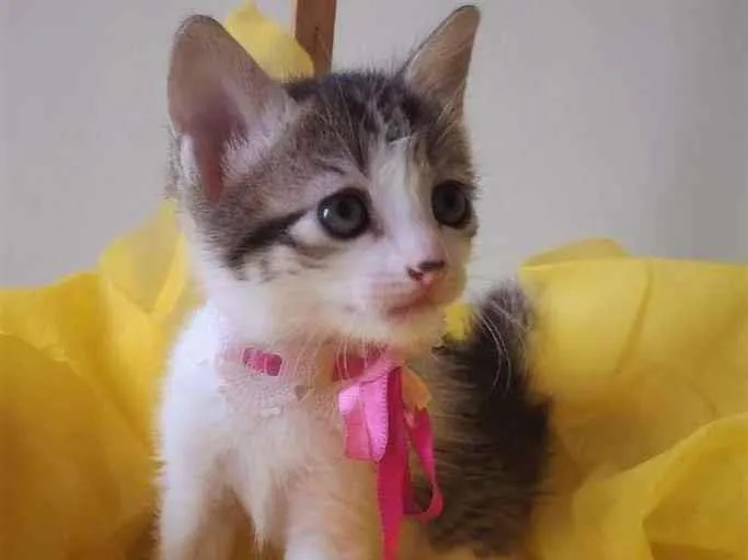 Gato ra a SRD-ViraLata idade Abaixo de 2 meses nome LAILA