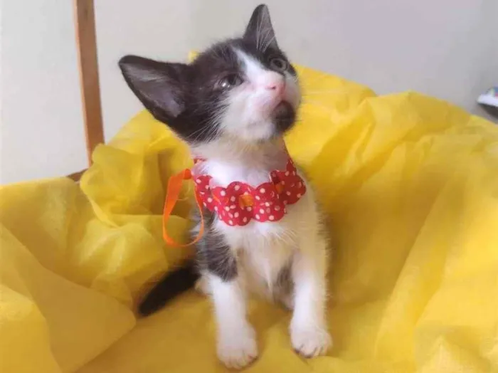 Gato ra a SRD-ViraLata idade Abaixo de 2 meses nome LIRA