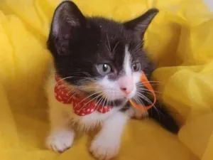 Gato raça SRD-ViraLata idade Abaixo de 2 meses nome LIRA