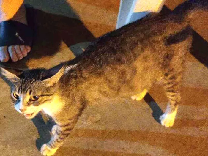 Gato ra a  idade 1 ano nome Princesa