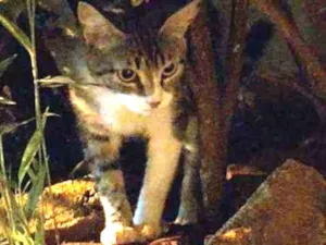 Gato raça  idade 1 ano nome Princesa