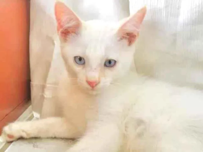 Gato ra a SRD-ViraLata idade Abaixo de 2 meses nome Sivuca