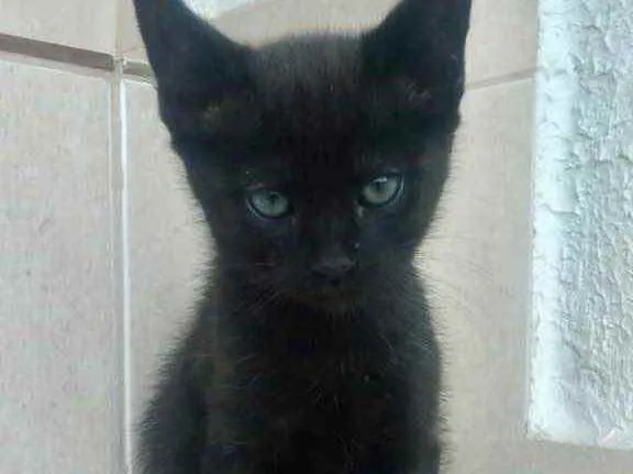 Chocolat bebê lindo 