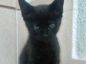 Gato raça Srd idade Abaixo de 2 meses nome Chocolat bebê lindo 