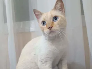 Gato raça SRD idade 1 ano nome Melado