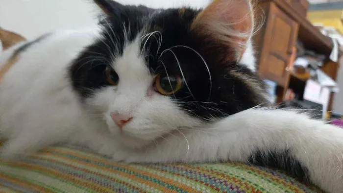 Gato ra a Indefinida  idade 3 anos nome Branca