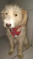 Cachorro raça SRD idade 7 a 11 meses nome Sem Nome 