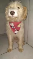 Cachorro raça SRD idade 7 a 11 meses nome Sem Nome 