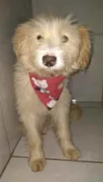 Cachorro raça SRD idade 7 a 11 meses nome Sem Nome 