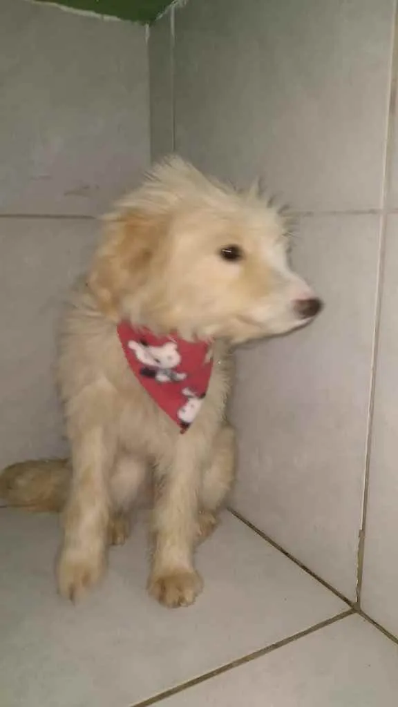 Cachorro raça SRD idade 7 a 11 meses nome Sem Nome 