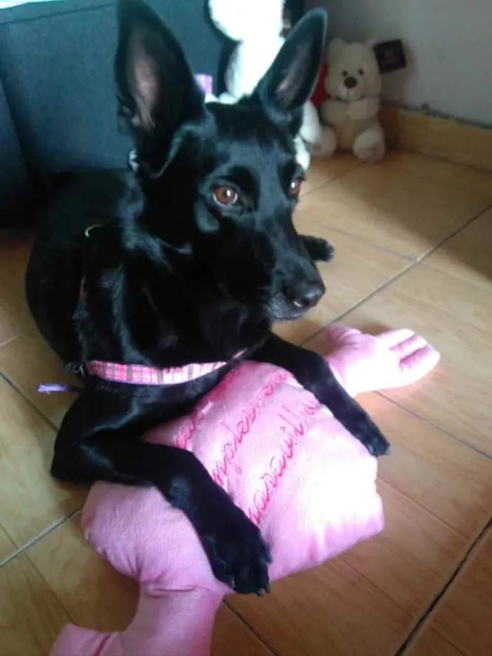 Cachorro ra a SRD  idade 3 anos nome Jully 