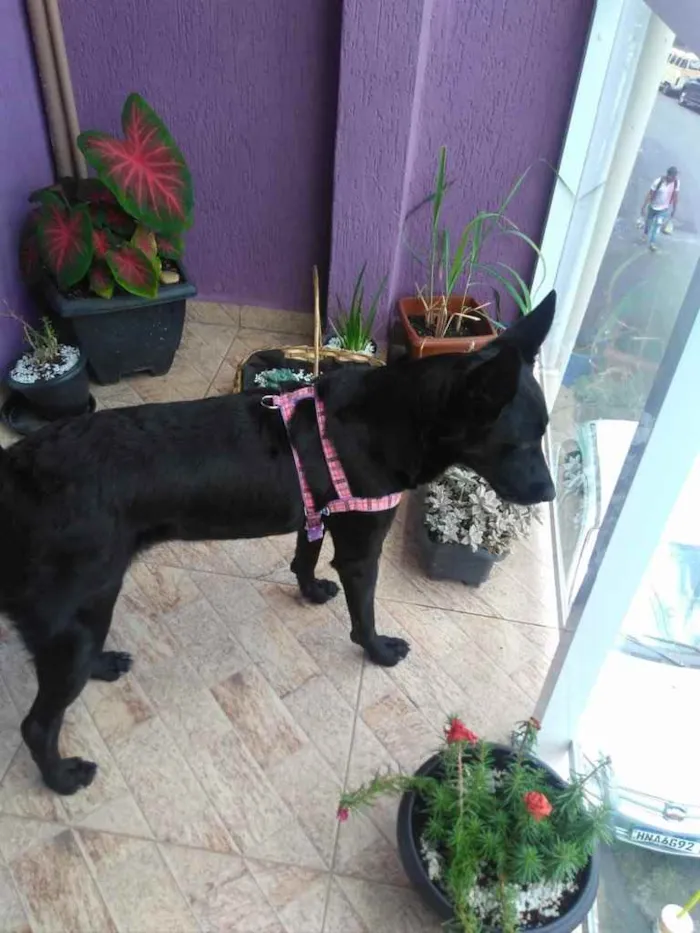 Cachorro ra a SRD  idade 3 anos nome Jully 