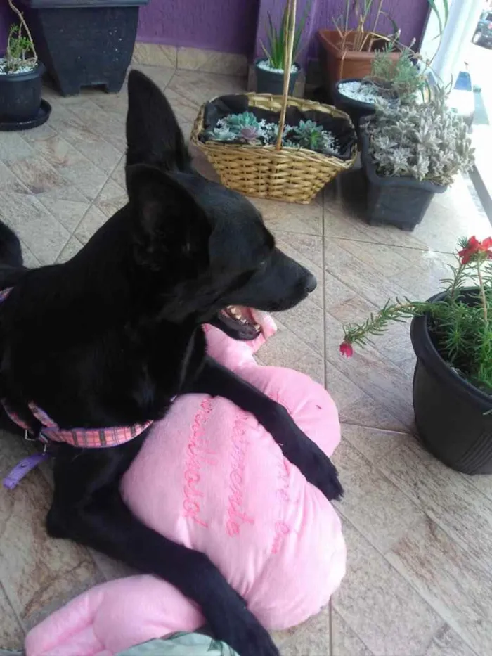 Cachorro ra a SRD  idade 3 anos nome Jully 