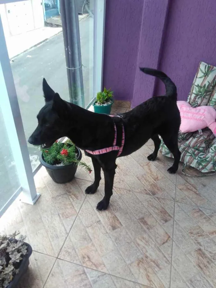 Cachorro ra a SRD  idade 3 anos nome Jully 