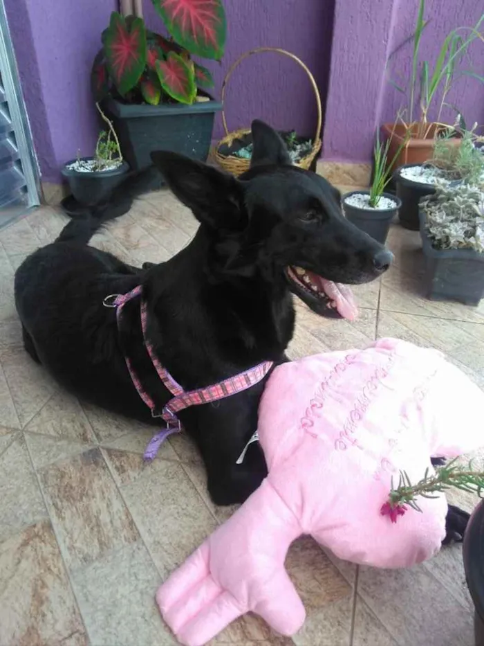 Cachorro ra a SRD  idade 3 anos nome Jully 