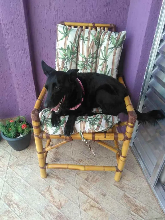 Cachorro ra a SRD  idade 3 anos nome Jully 