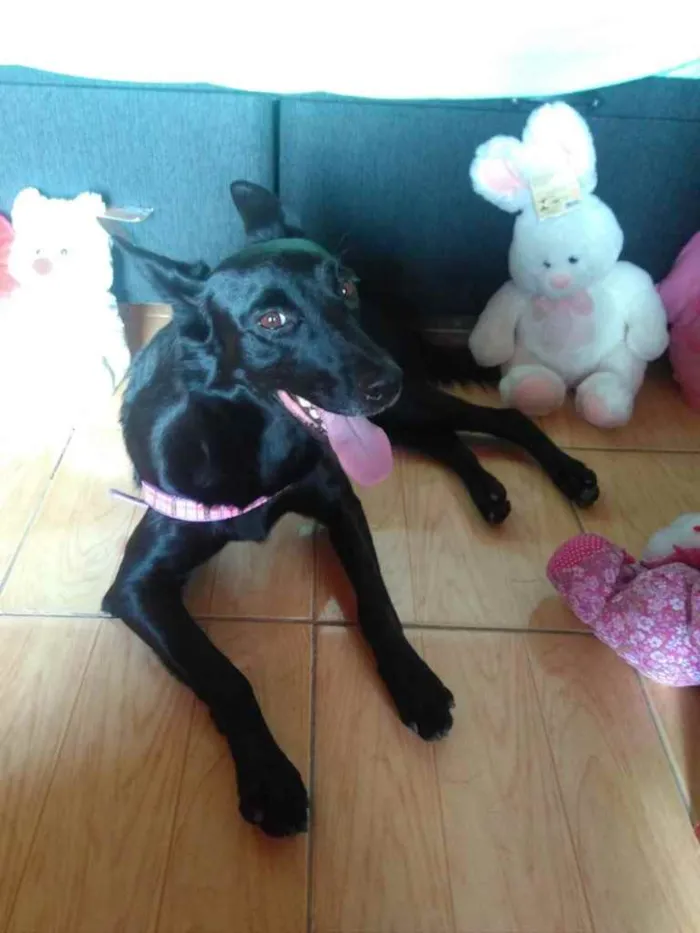 Cachorro ra a SRD  idade 3 anos nome Jully 