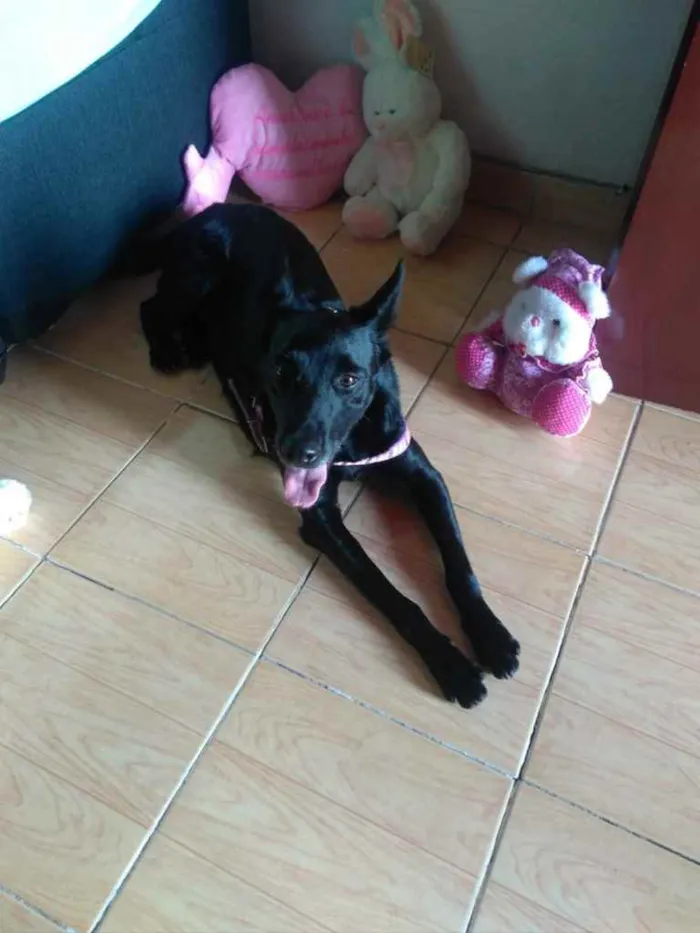Cachorro ra a SRD  idade 3 anos nome Jully 