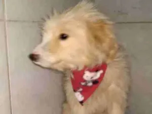 Cachorro raça SRD idade 7 a 11 meses nome Sem Nome 