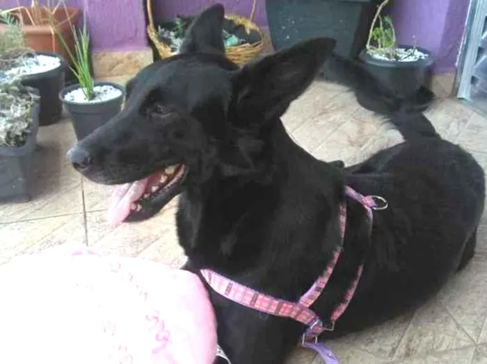 Cachorro ra a SRD  idade 3 anos nome Jully 