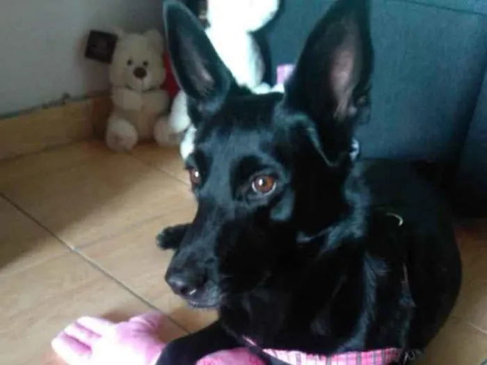 Cachorro ra a SRD  idade 3 anos nome Jully 