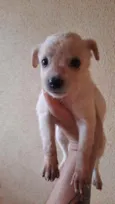 Belinha