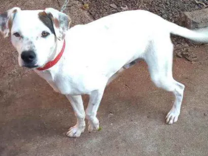 Cachorro raça Vira lata idade 1 ano nome Max