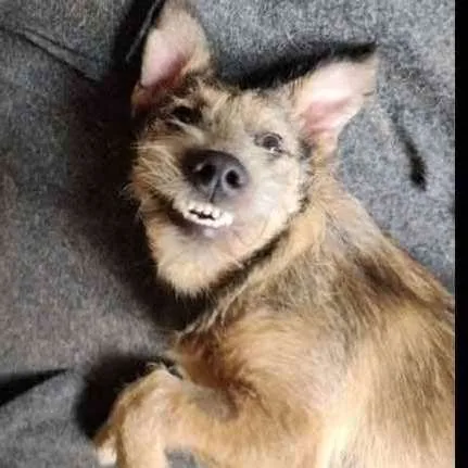 Cachorro ra a SRD idade 7 a 11 meses nome Apolo 