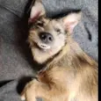 Apolo