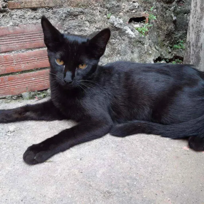 Gato raça SRD idade 2 a 6 meses nome Pantera 