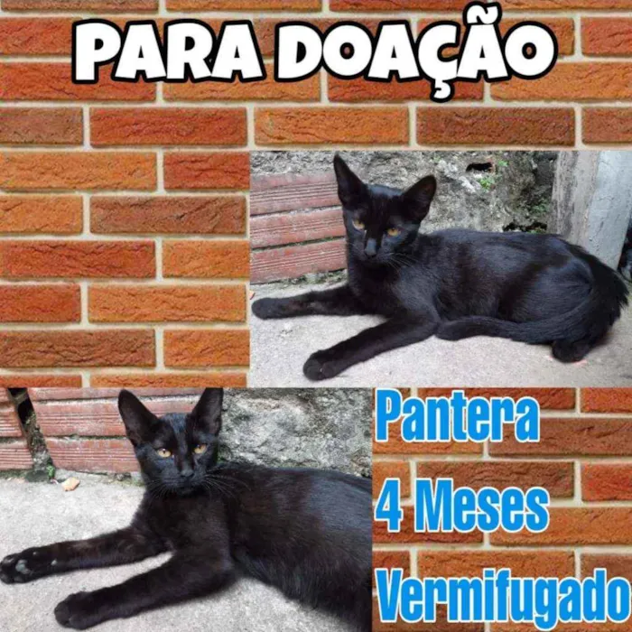 Gato raça SRD idade 2 a 6 meses nome Pantera 
