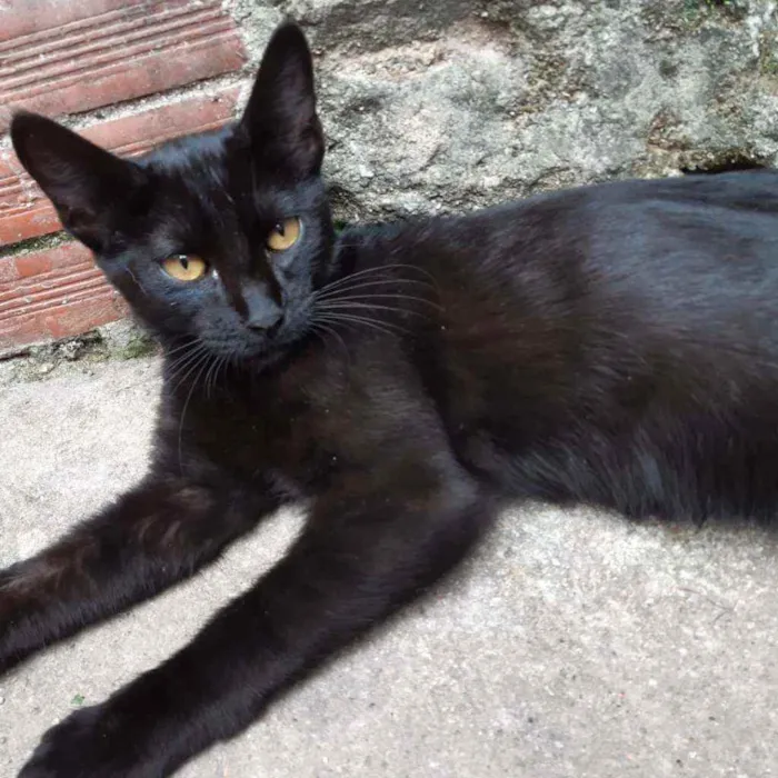 Gato raça SRD idade 2 a 6 meses nome Pantera 