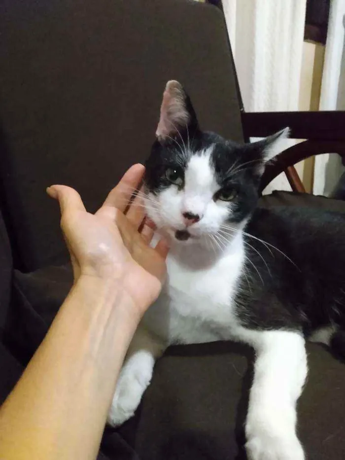 Gato ra a Srd idade 7 a 11 meses nome Pingo 