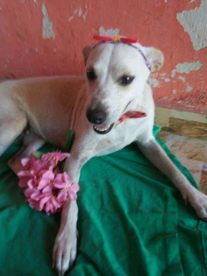 Cachorro ra a Comum idade 7 a 11 meses nome Belinha