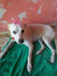 Belinha