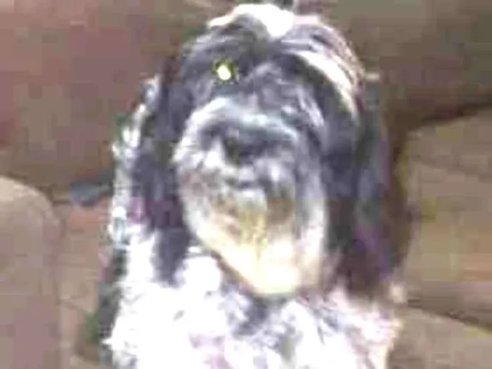 Cachorro ra a Mestico cocker com lhasa idade 2 anos nome Floquinhio