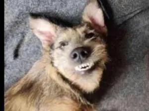 Cachorro raça SRD idade 7 a 11 meses nome Apolo 