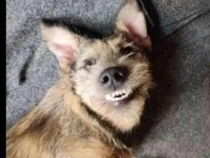Cachorro ra a SRD idade 7 a 11 meses nome Apolo 