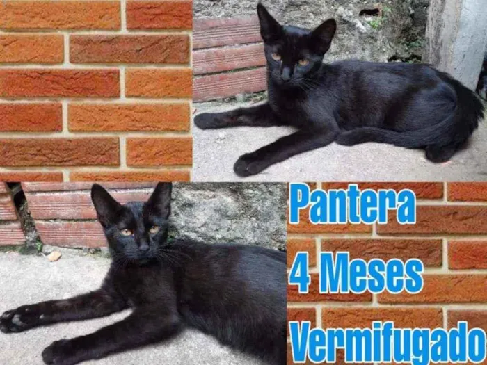 Gato raça SRD idade 2 a 6 meses nome Pantera 